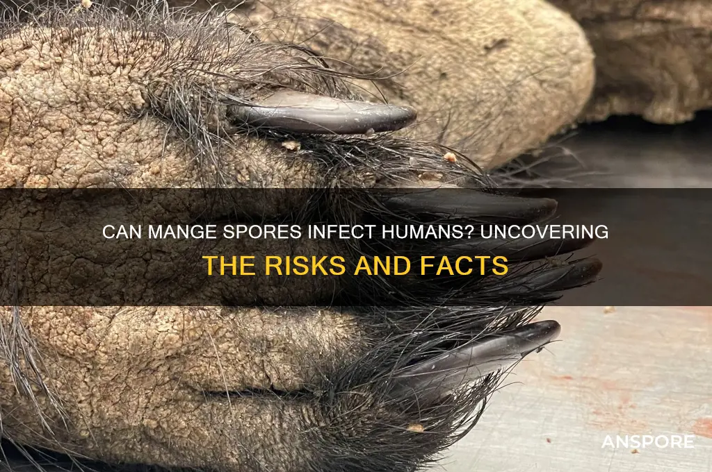 can mange spores make humans sick