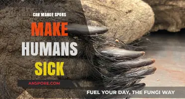 Can Mange Spores Infect Humans? Understanding the Risks and Facts