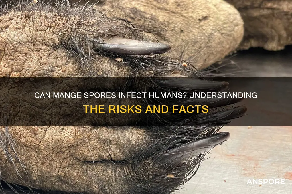 can mange spors make humans sick