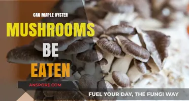 Can Maple Oyster Mushrooms Be Eaten? A Tasty Guide