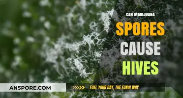 Can Marijuana Spores Trigger Hives? Exploring the Allergic Reaction Link