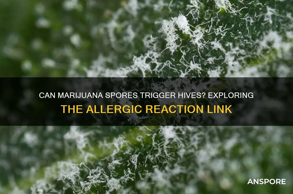 can marijuana spores cause hives