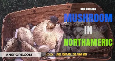Exploring Can Matsuda Mushrooms: A North American Foraging Guide