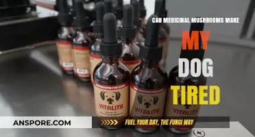 Medicinal Mushrooms and Canine Fatigue: What Dog Owners Should Know