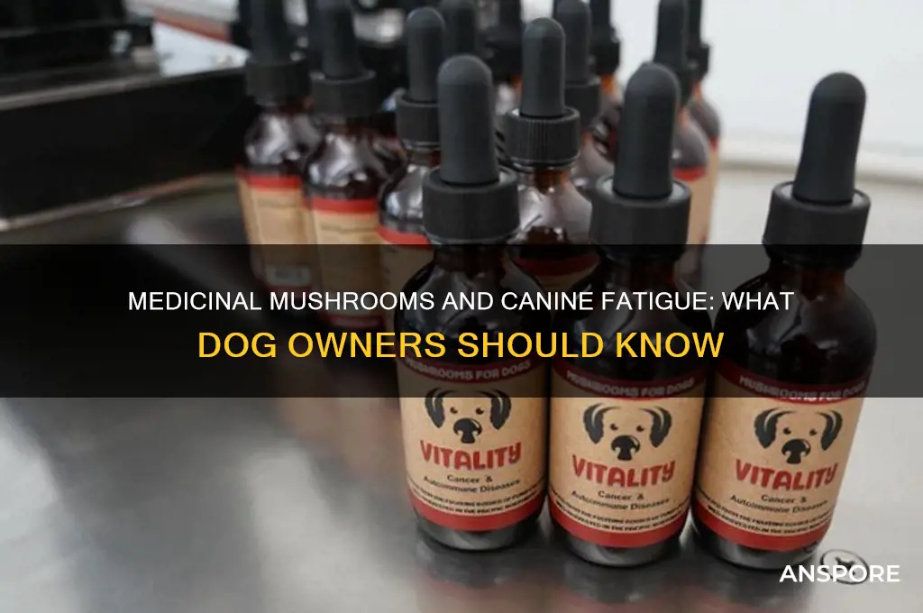 can medicinal mushrooms make my dog tired