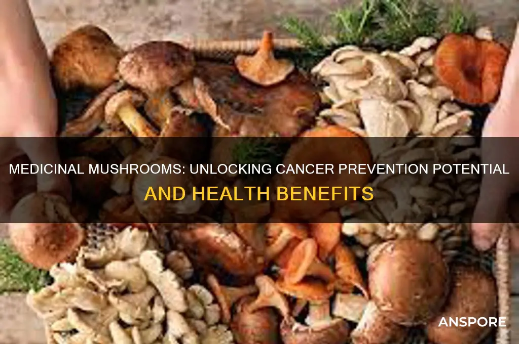 can medicinal mushrooms prevent cancer
