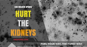 Mildew Spores and Kidney Health: Uncovering Potential Risks and Impacts