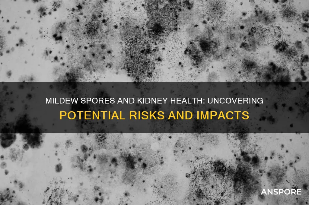 can mildew spores hurt the kidneys