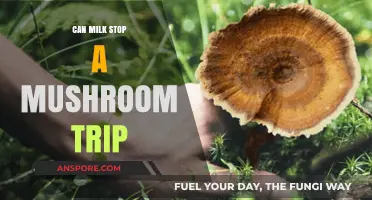 Can Milk Stop a Mushroom Trip? Facts vs. Myths