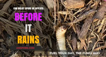 Applying Milky Spore Before Rain: Timing Tips for Effective Lawn Treatment
