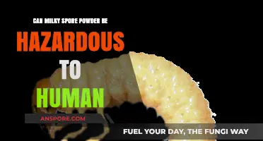 Is Milky Spore Powder Safe? Potential Risks to Humans Explained