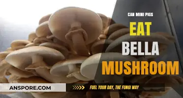 Can Mini Pigs Safely Eat Bella Mushrooms? A Dietary Guide