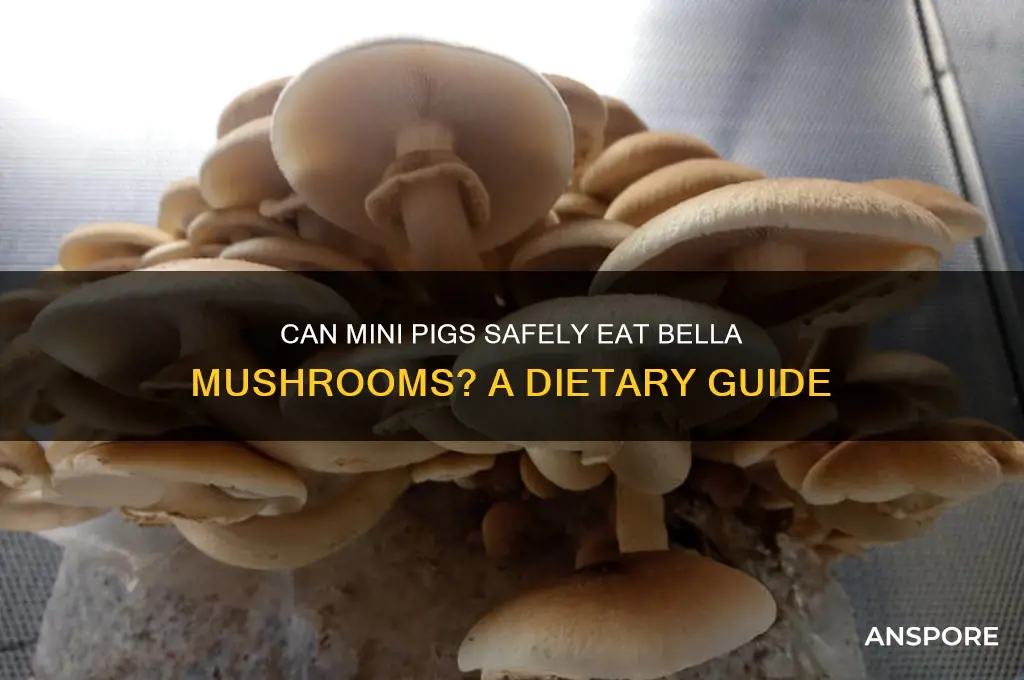 can mini pigs eat bella mushrooms