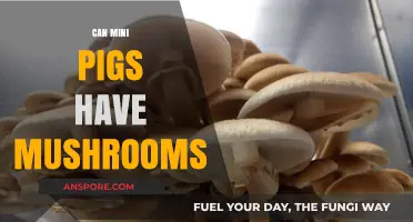 Can Mini Pigs Eat Mushrooms? A Safe Feeding Guide