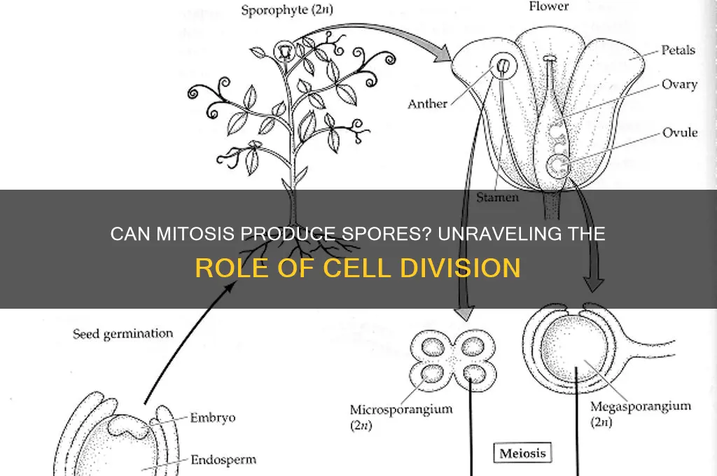 can mitosis produce spores
