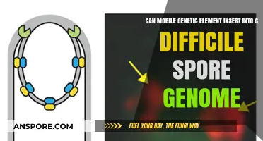 Mobile Genetic Elements: Can They Integrate into C. difficile Spore Genomes?