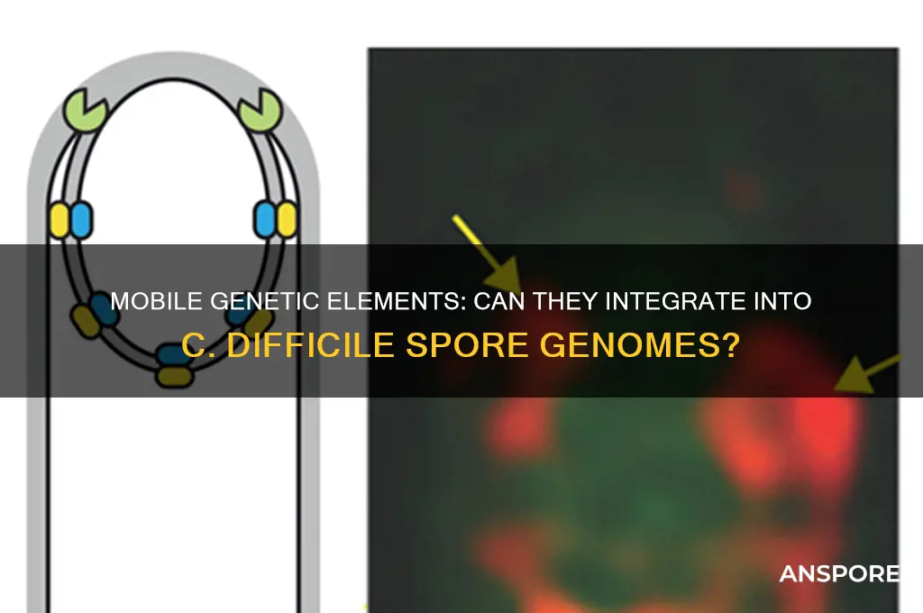 can mobile genetic element insert into c difficile spore genome