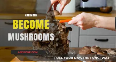 Can Mold Transform into Mushrooms? Exploring the Fungal Connection