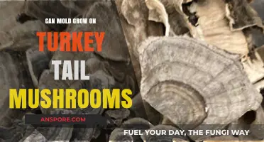 Can Mold Grow on Turkey Tail Mushrooms? Facts and Prevention Tips