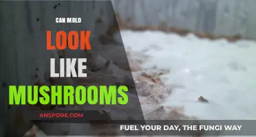 Can Mold Resemble Mushrooms? Unveiling the Surprising Visual Similarities