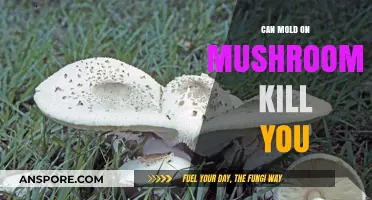 Can Moldy Mushrooms Be Deadly? Understanding the Risks and Facts