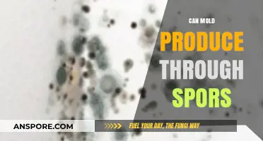 Understanding Mold Reproduction: The Role of Spores Explained