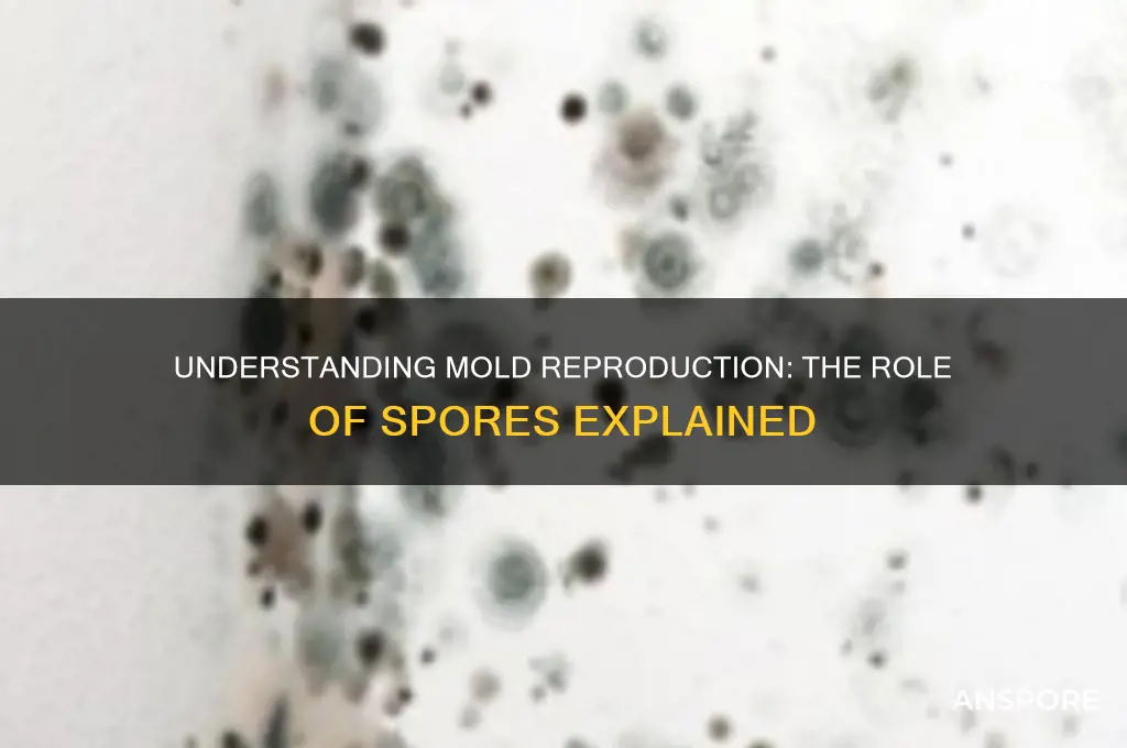 can mold produce through spors