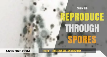 Can Mold Reproduce Through Spores? Understanding Mold's Survival Mechanism
