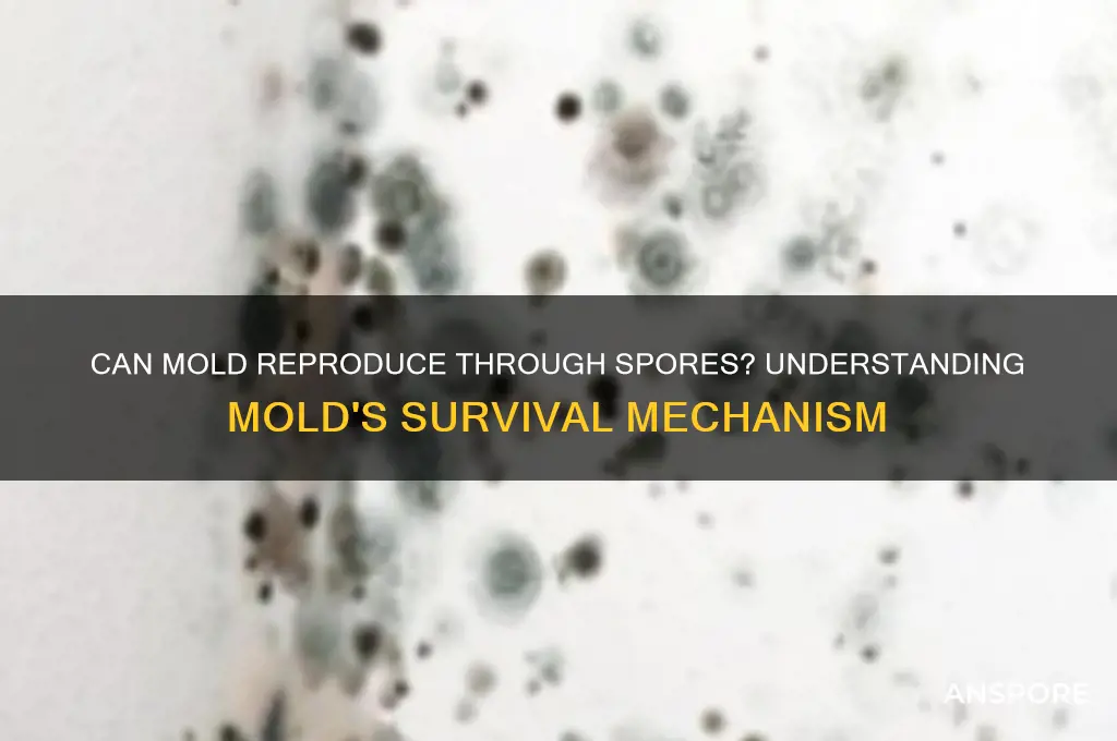 can mold reproduce through spores