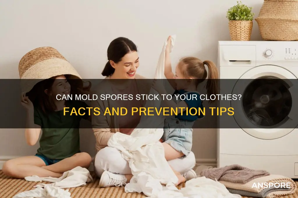 can mold spores attach to clothing