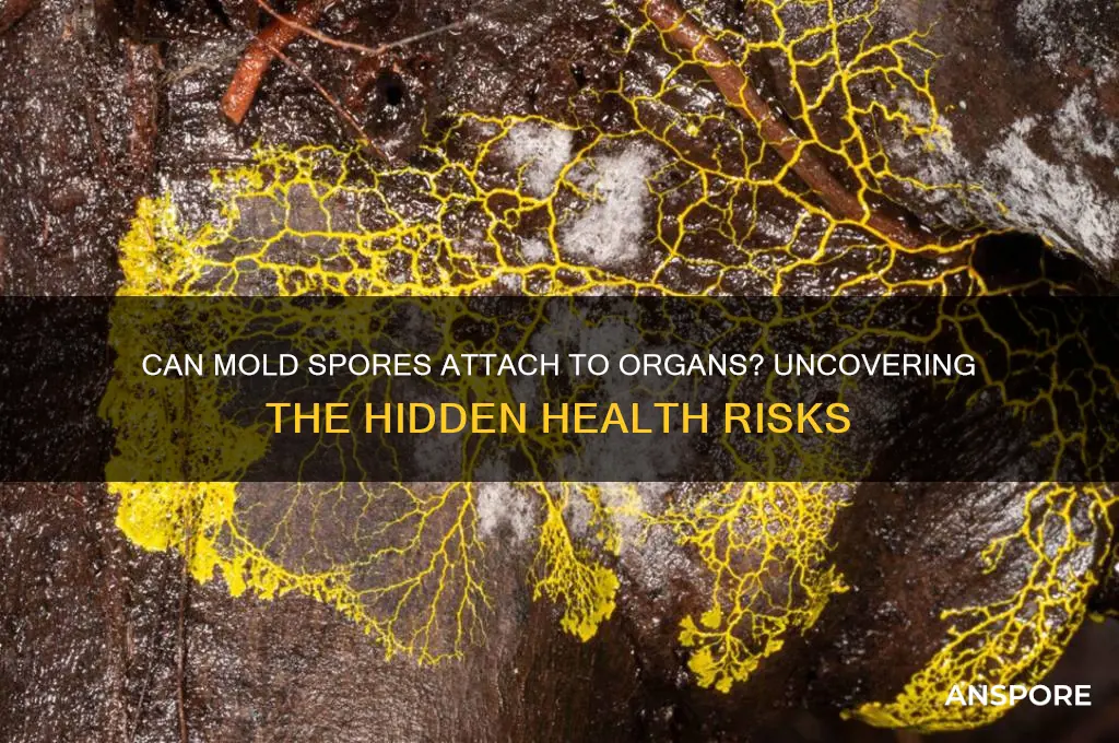 can mold spores attach to organs in your body