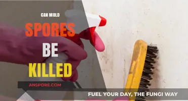 Can Mold Spores Be Killed? Effective Methods and Solutions Revealed