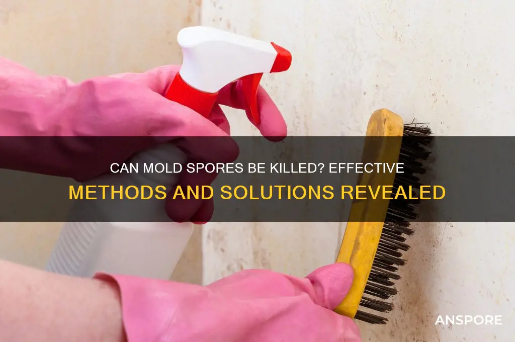 can mold spores be killed