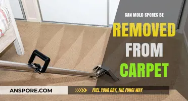 Effective Ways to Remove Mold Spores from Your Carpet