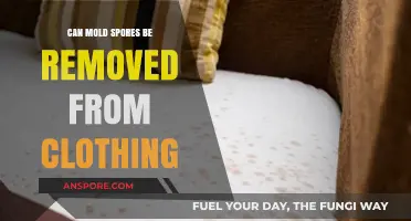 Effective Ways to Remove Mold Spores from Clothing Safely