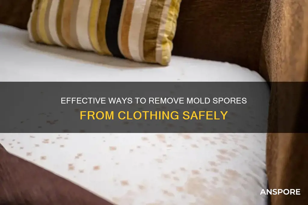 can mold spores be removed from clothing