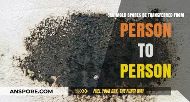 Can Mold Spores Spread Between People? Understanding Transmission Risks