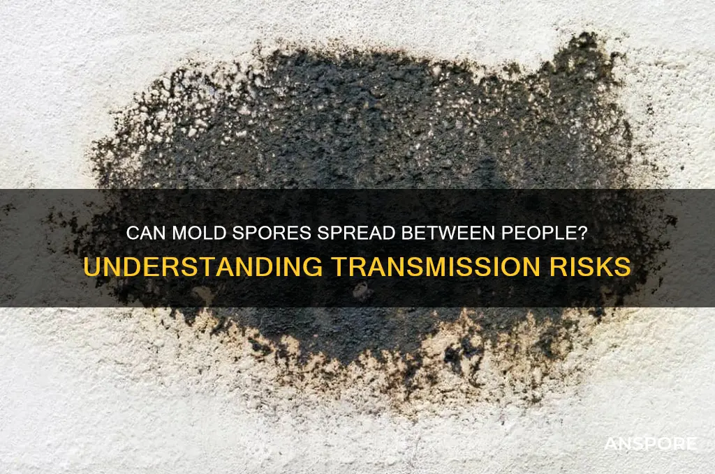 can mold spores be transferred from person to person