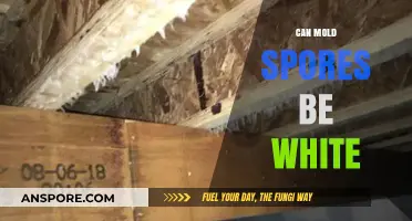 Are White Mold Spores Common? Uncovering the Truth About Mold Colors