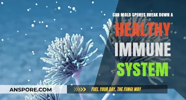 Can Mold Spores Compromise a Healthy Immune System?