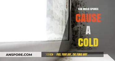 Can Mold Spores Trigger Cold Symptoms? Uncovering the Hidden Connection