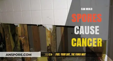 Can Mold Spores Cause Cancer? Uncovering the Hidden Health Risks
