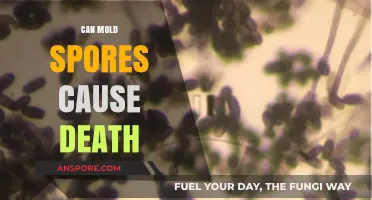 Can Mold Spores Be Deadly? Uncovering the Risks and Realities