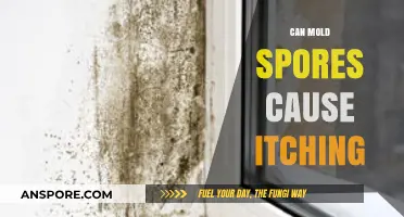 Can Mold Spores Cause Itching? Understanding Symptoms and Solutions