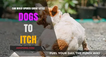 Can Mold Spores Trigger Itching in Small Dogs? Exploring the Link