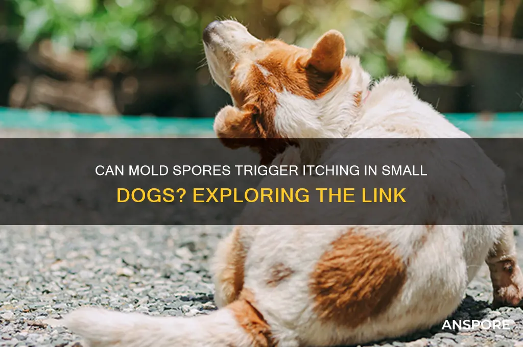 can mold spores cause little dogs to itch