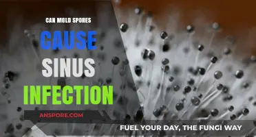 Mold Spores and Sinus Infections: Uncovering the Hidden Connection