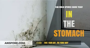 Mold Spores and Stomach Yeast: Unraveling the Hidden Connection