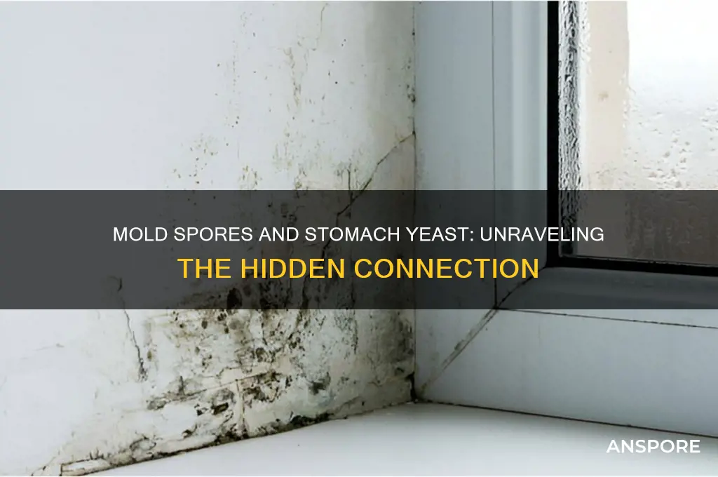 can mold spores cause yeast in the stomach