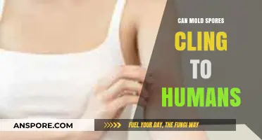 Can Mold Spores Stick to Your Skin? Uncovering the Truth